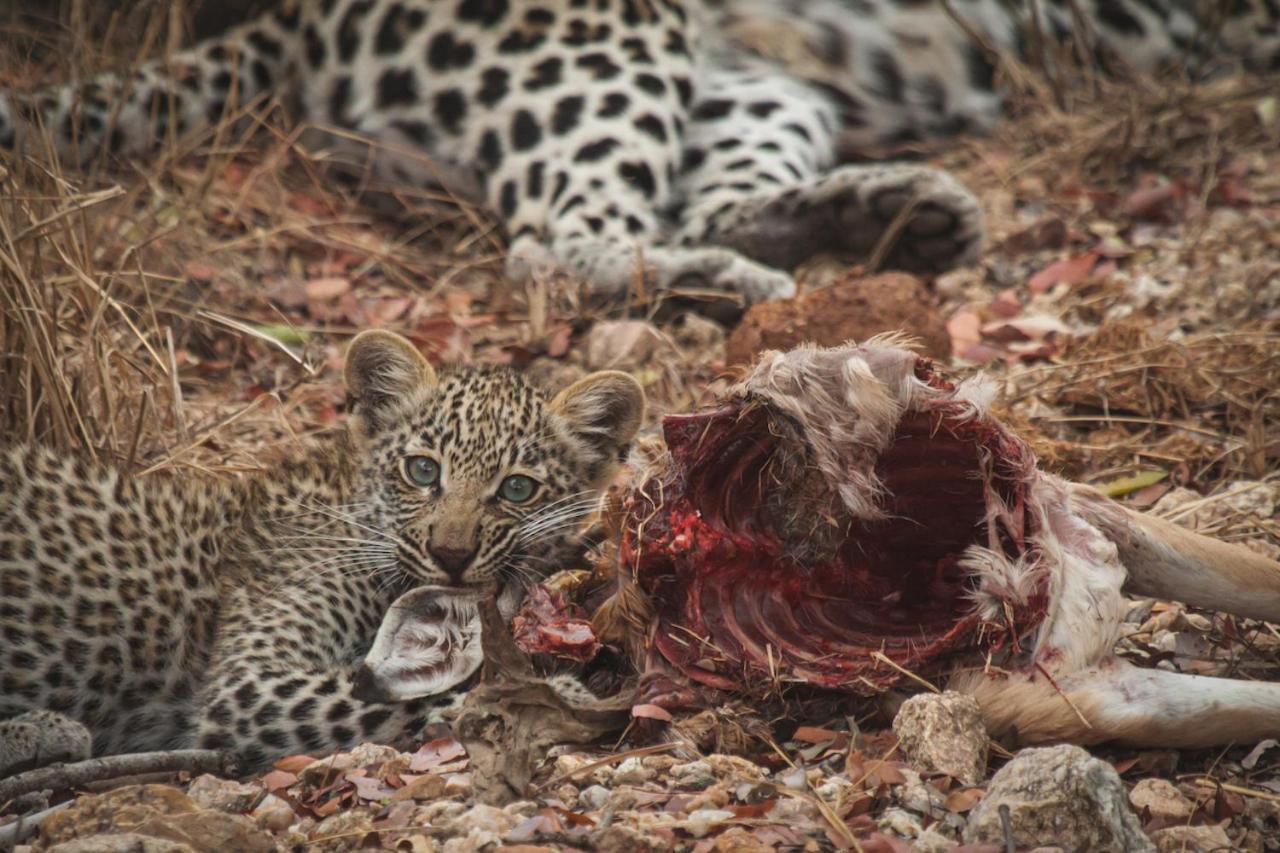 Ku Sungula Safari Lodge Заповедник Балуле Экстерьер фото