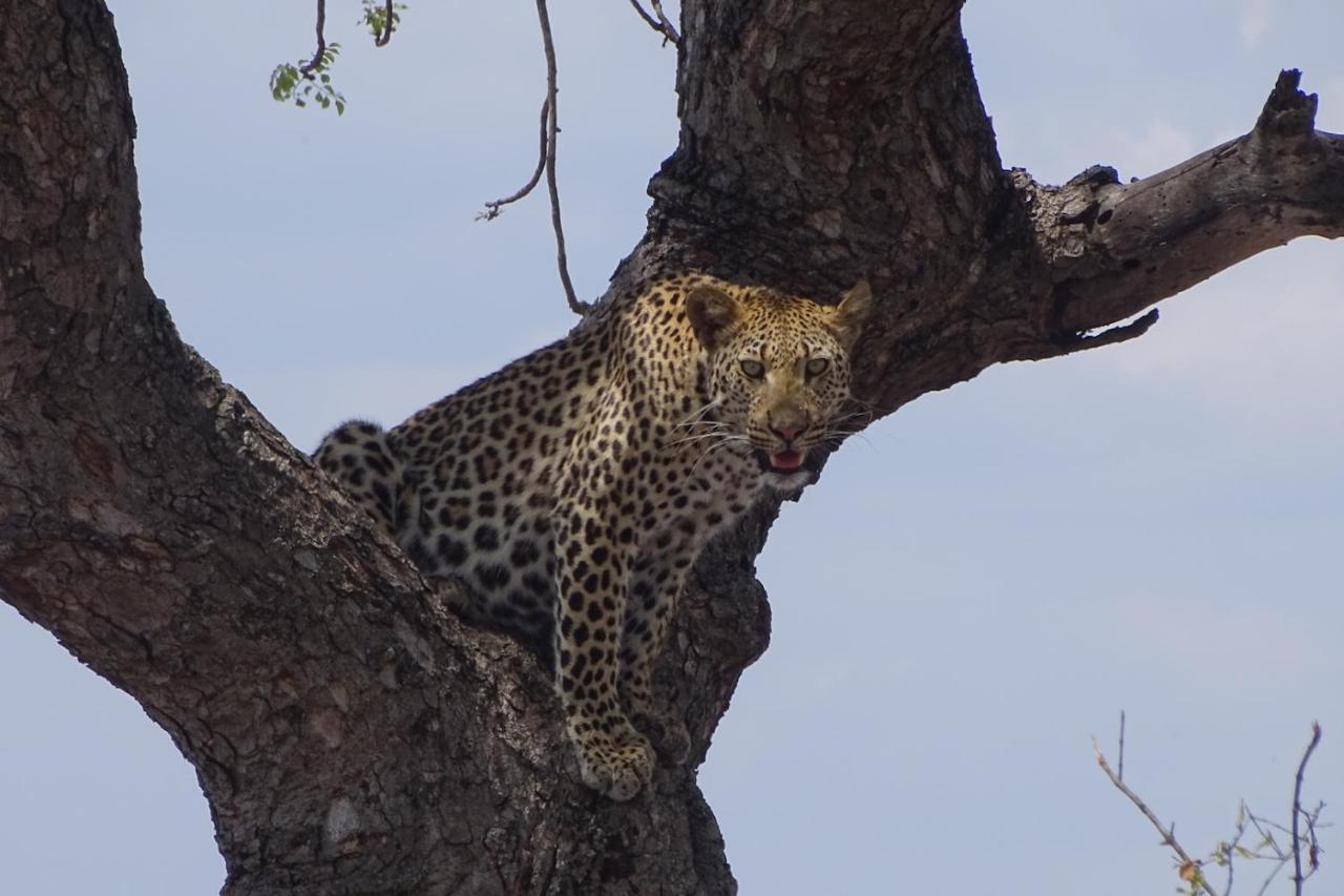 Ku Sungula Safari Lodge Заповедник Балуле Экстерьер фото